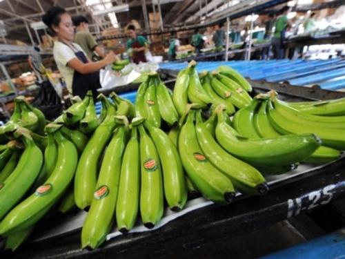 Chuối Việt Nam: Đối thủ đáng gờm của Philippines